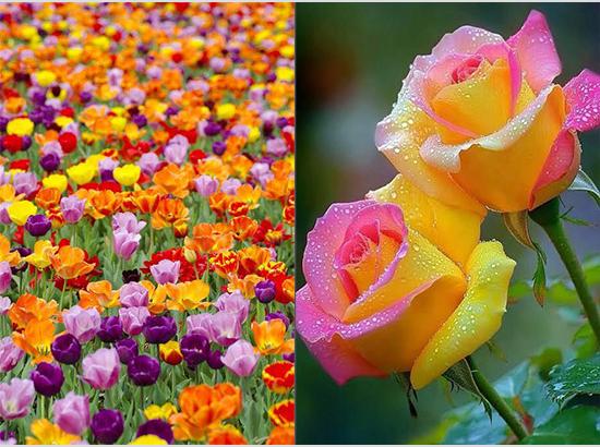 ਰੁੱਤ ਬਸੰਤੀ ਵਿਹੜੇ ਆਈ