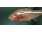ਅੰਨ੍ਹੀ ਗੁਫ਼ਾ ਮੱਛੀ (Blind Cavefish), ਹਨੇਰੇ ਵਿੱਚ ਜੀਵਨ ਦੀ ਅਦਭੁਤ ਮਿਸਾਲ (Nature’s Wonders: The Blind Fish, Marvelous Adaptation of Life in the Dark!)